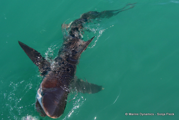 Bronze whaler Shark, South Africa